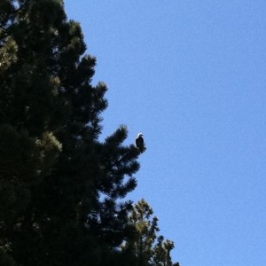 Bald eagle at the lake today.