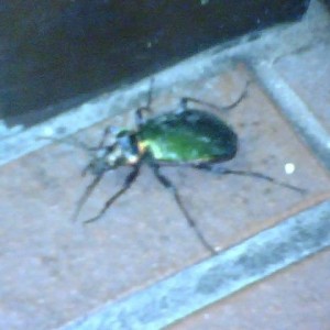 A little visitor at work!!