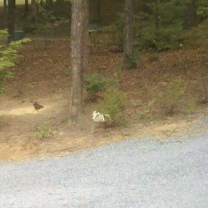 The cat is stalking a squirrel...