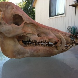 Nasty stinky boar. Dead and eaten now. 3 1/4" tusks and 13" skull