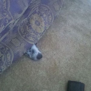 Playing hide and seek. Lol