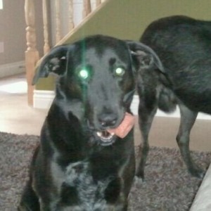 She just hangs out all day with a Kong resting in her mouth. Doesn't c
