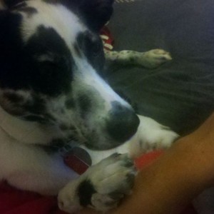 She keeps grabbing my arm to get my cheezits.... damn dog.