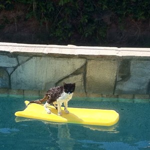Cat just chilling @ the pool..