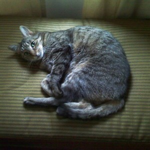 Overworked cat.