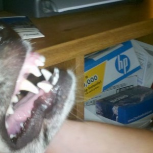 Zombie dog