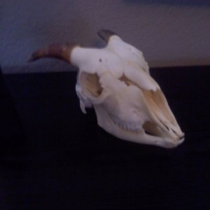 Billy goat skull.