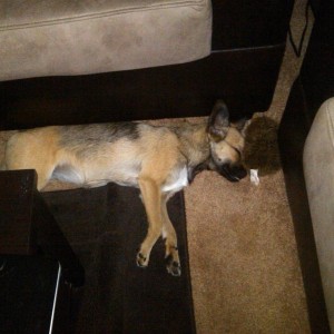 Lazy coyote/dingo/puppy thing :laugh: