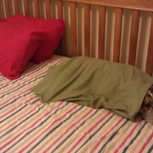 Pillow pit bull strikes when you least expect it.....