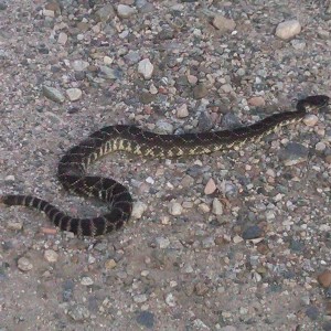 Neighbor was walking and had to put this guy down with a stick.was interest