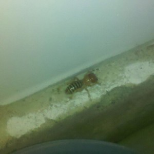 What is this??? Its 2 inches long and freaked me out....I didn't smash
