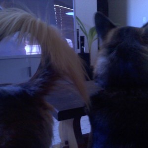 One dog straight up mooning the other.