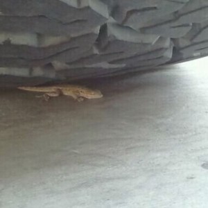 Cute lil guy!