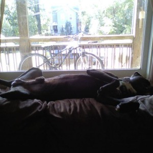 How much is that doggie in the window?