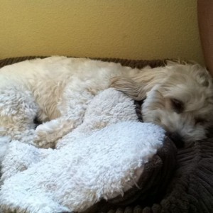 She's sick were taking her to the vet :(