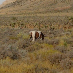Wild horse on the way to the range