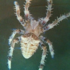Our spider situation this year is so bad that this was our front page this 
