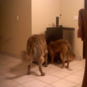 big dog again.