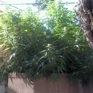 Yo smokey!