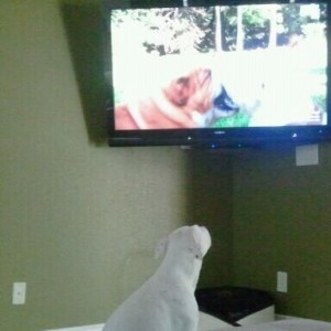 Watching animal planet.