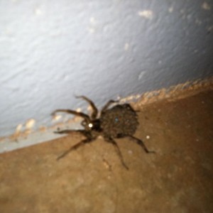 OMFG!!!!!! WTF kind of spider is this??? Besides pregnant! How do I know? B