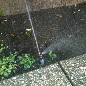Damn gardeners and their weed whackers