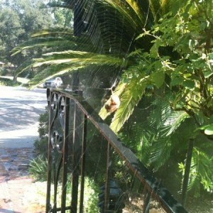 Almost walked into him. He is eating a fly