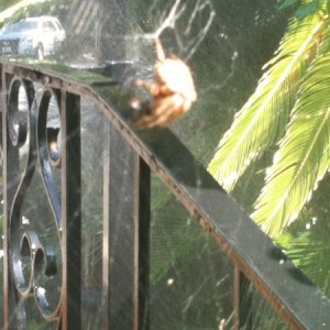 I hate spiders!