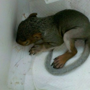 Got me a pet squirrel today found it curled up in the bed of my truck