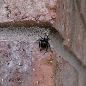 this guy was about 2 inches from my face when I let the dog out // sent fro