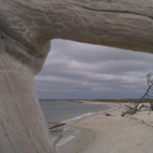 What never seen a little driftwood before?