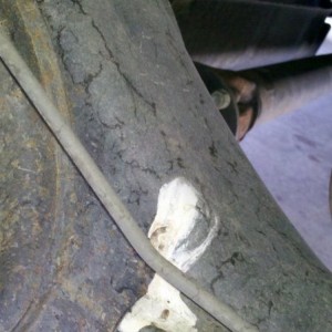 Why did a bird manage to get under my truck and defecate on my rear diff wh