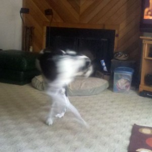 Chasing her tail like a derp