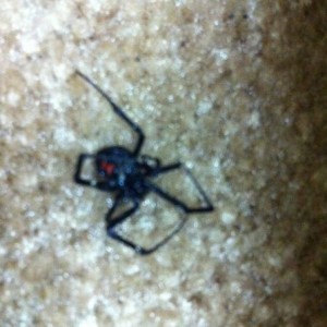A dead black widow. It's as big as my fckin thumb.