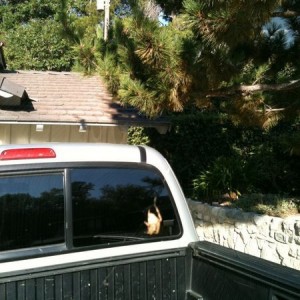 Spun a web from a pine tree to my truck