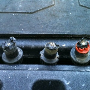 So my Gardner claims the one on the left was done by an animal,not his weed