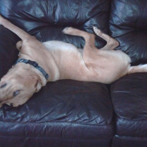 My dog relaxing on the couch lol