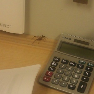 this mf come running up on me at desk just now!