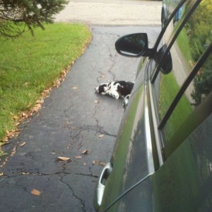 Hell must have froze over... satan dog is actually being good for once....