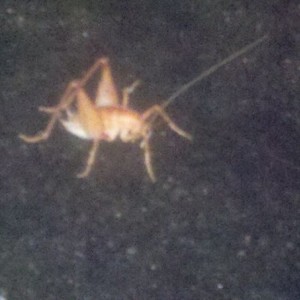 Hate these effing things!!!!