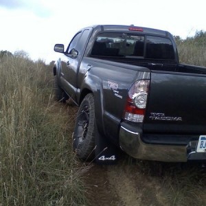 taco flexed