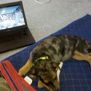 Sansa likes the music