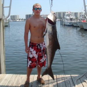 cobia