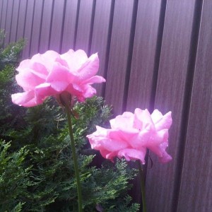 Late roses this morning in my backyard... :D