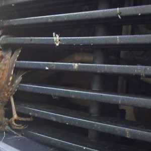 baby bird stuck in my grill. driving through central oregons desert bushes.