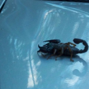 scorpion on my hood. detroit oregon.