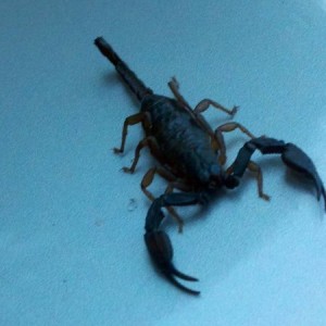 scorpion on the hood