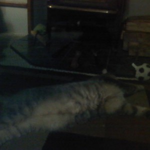 CAT lovin' the first woodfire of the season!