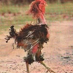 FAT Shamecocks