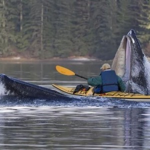 kayak5
